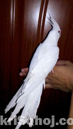 Albino Cockatiel tame male